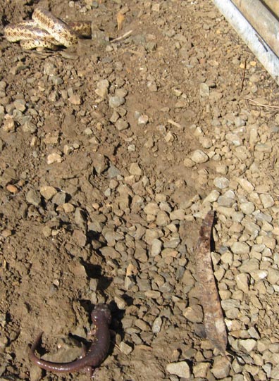 Gopher Snake and Arboreal Salamander